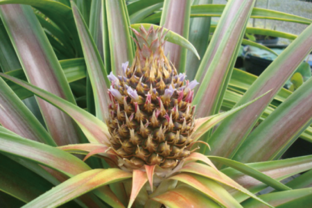 フルーツ・バスケット・ツアー・イン・ワイマナロ