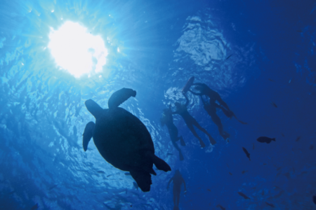 ワイキキ・シュノーケリング